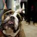 English bulldog Martini looks at the camera on Saturday. Martini is a rescue dog and this is her first christmas. Daniel Brenner I AnnArbor.com